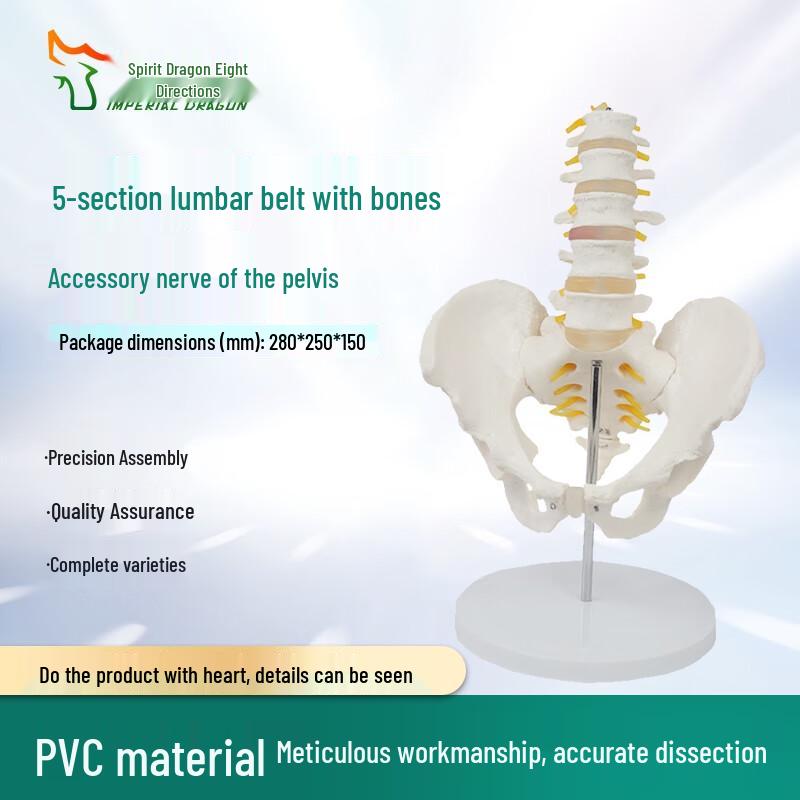 Human Lumbar Spine Anatomical Model