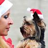 1/3pcs-Pet Christmas hat pet cat dog Christmas hat plush Christmas hat headdress dog Cosplay clothing accessories