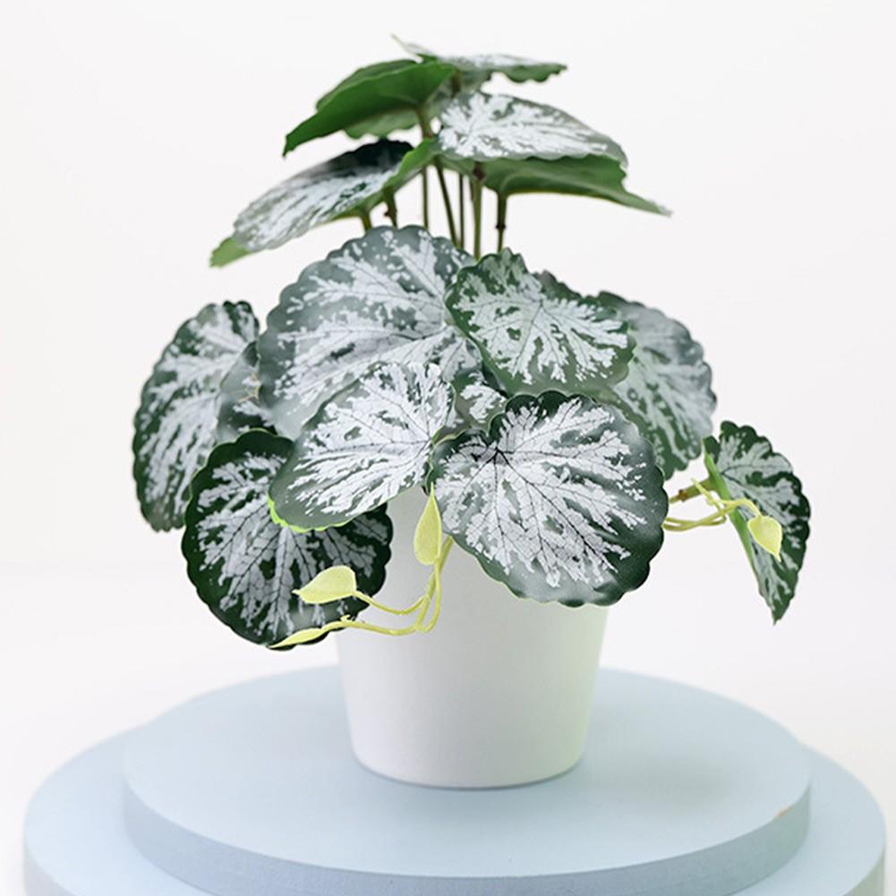 For Shops Bonsai For Weddings Parties Plastic Beautiful