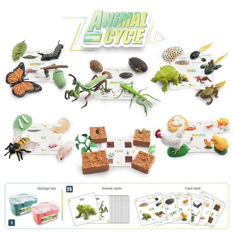 Biene Schmetterling Hahn FroschTier Pflanzenlebenszyklus Aufbewahrungsbox Mit Pvc-Modellen Für Pädagogische Zwecke