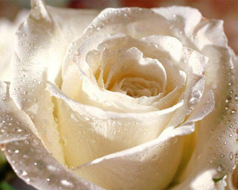 5D Diamond Painting Spring Landscape Flower Rainbow Pictures Of Rhinestones Diamond Embroidery Cross Stitch Cat Animal Mosaic Home Decor