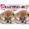 Boutique-sha Super Cute Fluffy Animals Spot the Difference Puzzle Book (Boutique Mook No.1807)
