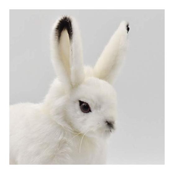 BH7851 HANSA Arctic Rabbit 30