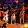 Pet Halloween Vampires Dog Cloak Costume with Adjustable Necktie Pet Capes Festival Capes For Dog Cats Holiday Celebration
