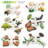 25 Simulated Insect Growth Cycle Card Set Plant Bee Butterfly Frog Mantis Model Ornament Toy