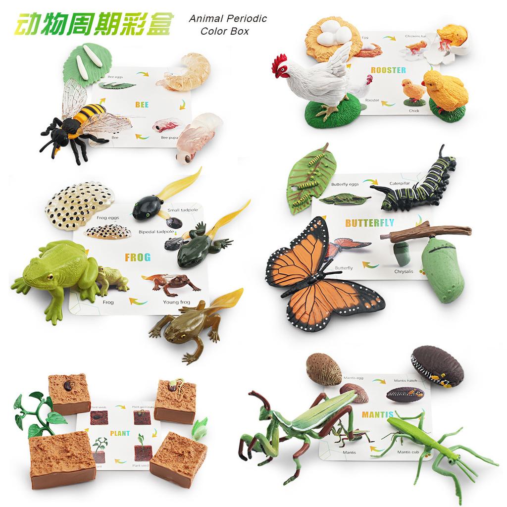 25 Simulated Insect Growth Cycle Card Set Plant Bee Butterfly Frog Mantis Model Ornament Toy