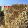 Natural Pet Nest & Feed Hay: Dry Straw for Chickens, Cattle, Sheep, Pigs, Ducks, and Dogs