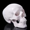 92x99x71mm Removable Skull Model Convenient Studying Human Head Model Resin Mini Anatomical Head Skull School Supplies