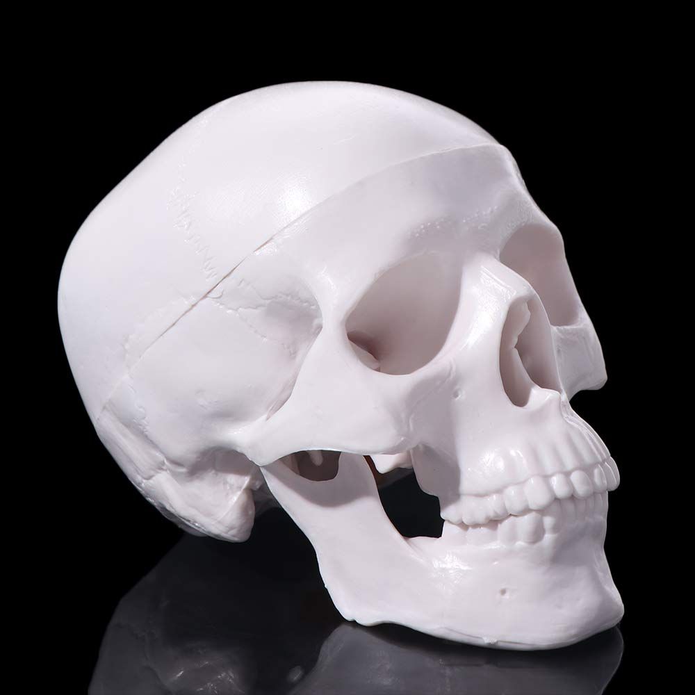 92x99x71mm Removable Skull Model Convenient Studying Human Head Model Resin Mini Anatomical Head Skull School Supplies