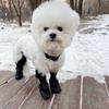 All-Season Ultra-Light Dog Shoes - Secure, Dirt-Resistant, Full Coverage Rain Boots for Small Pets