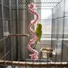 Bite Resistant Parrot Bird Toy Rope Hanging Parrot Standing Perch  Training