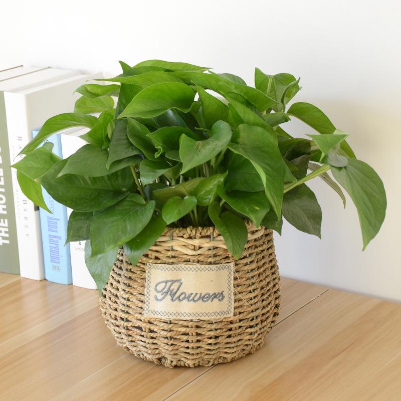 Handcrafted Willow Wicker Flower Basket for Dried Arrangements and Succulents