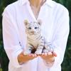 Devalier CA225W [Authentic] White Tiger Tiger Figurine, Resin, Perfect Gift