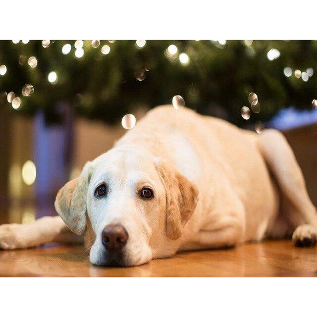 Pictură cu diamant 5D DIY câine drăguț animal de companie cu punct de cruce broderie cu diamante mozaic animal foraj complet rotund