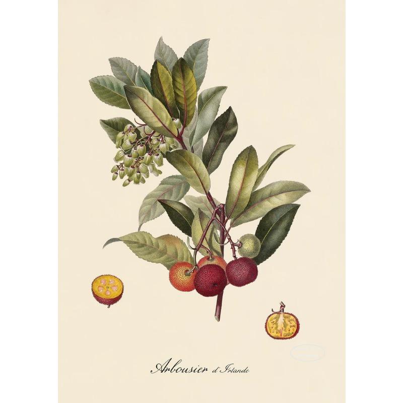 

Retro Botanical Fruit Lemon Prune Orange Vintage Posters and Prints Wall Art Canvas Painting Wall Pictures Kitchen Decoration 21cm×30cm NoFrame