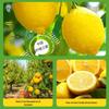 Mingyuan Premium Unsweetened Lemon Slices