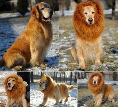 Neues Haustier-Hut-Kostüm Löwenmähne Katzenperücke Halloween-Verkleidung mit Ohren Haustier-Hut Löwenmähneperücke süßes Haustier-Cosplay
