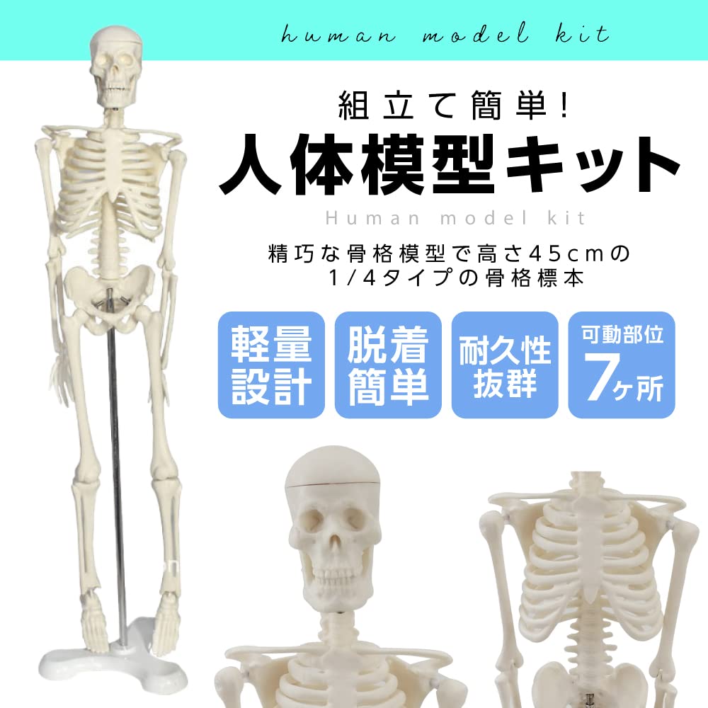 Gran Roi Human Anatomy Skeleton Model, 45cm, 1/4 Scale, Doll Skeleton Specimen (Height: 45cm)