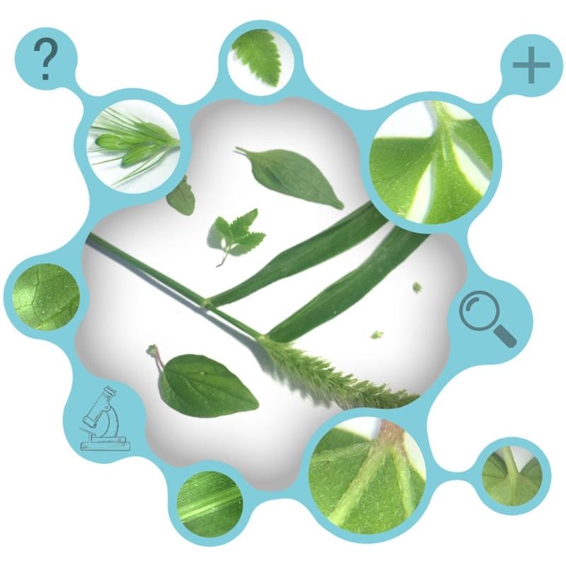 30X Lupe für Telefon Clip-On Mikroskop Vergrößerungsglas LED-Lichter Mikro Universalobjektiv - mit Klemme für Kleingedrucktes