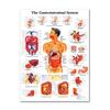 Muskel- und Skelettsystem Anatomisches Poster-Set Menschliches Skelett & Muskelanatomie Einseitig 19" x 27"""