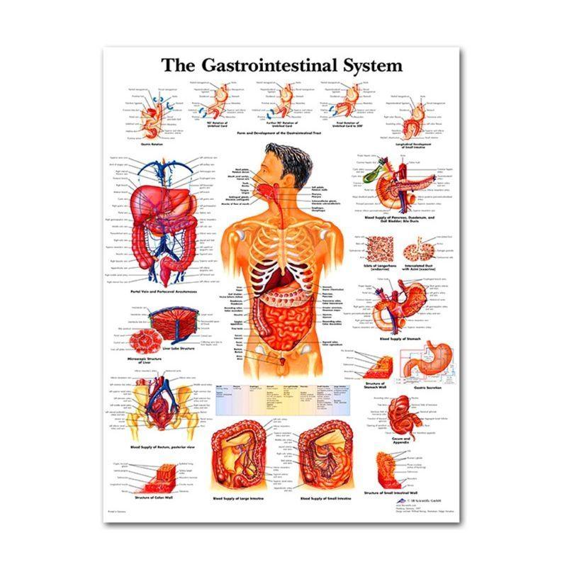 Набор анатомических плакатов «Костно-мышечная система человека»: Скелет человека и анатомия мышц, Односторонний, 19  x 27