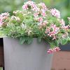 Hanging Flower Pot Large Capacity Impact Resistance Drain Hole Design Plant Container Flowerpot Garden Supplies