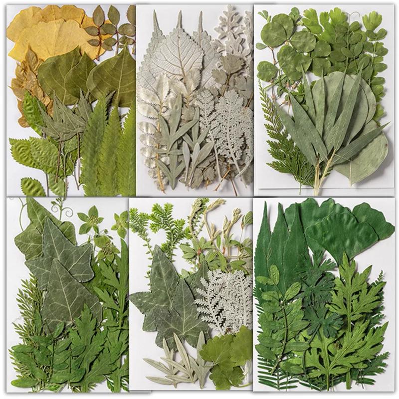 21PCS Set Dried Pressed Plants Leavse for Jewelry Resin Making Natural Green Leaves Flowers Material for DIY Supplies