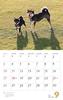 Calendar 2023 Shiba Inu (Month Flip/wall Hanging) (Yamakei Calendar 2023)