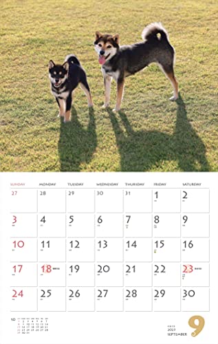 Calendar 2023 Shiba Inu (Month Flip/wall Hanging) (Yamakei Calendar 2023)