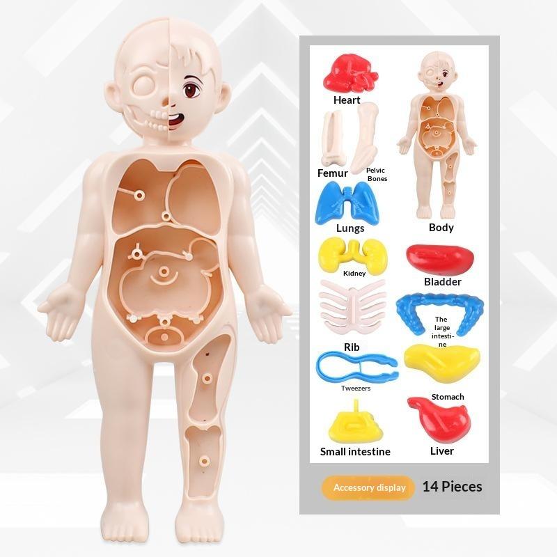 Human Body Anatomy Educational Toy Removable Organ Set for Boys Girls Aged 4+ Science Learning Toy Birthday Gift for Kids