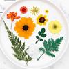 25Pcs Natural Pressed Dried Flower Leaves Set For Jewelry Soap Making