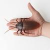 Creepy Crawling Insect Remote Control Toy With Infrared For Scare Gift And Party Fun