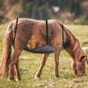 Adjustable Adult Horse Abdomen Fly Sheet Horse Fly Sheet Belly Guard Horse Belly Protection Cover Abdomen Guard