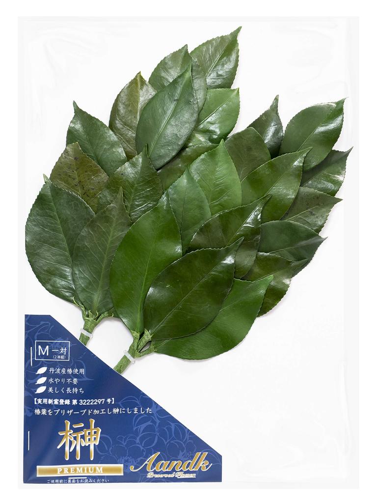 A&K Premium Preserved Sakaki Trees, Medium (1 Pair), Made in Japan, MKS-04M