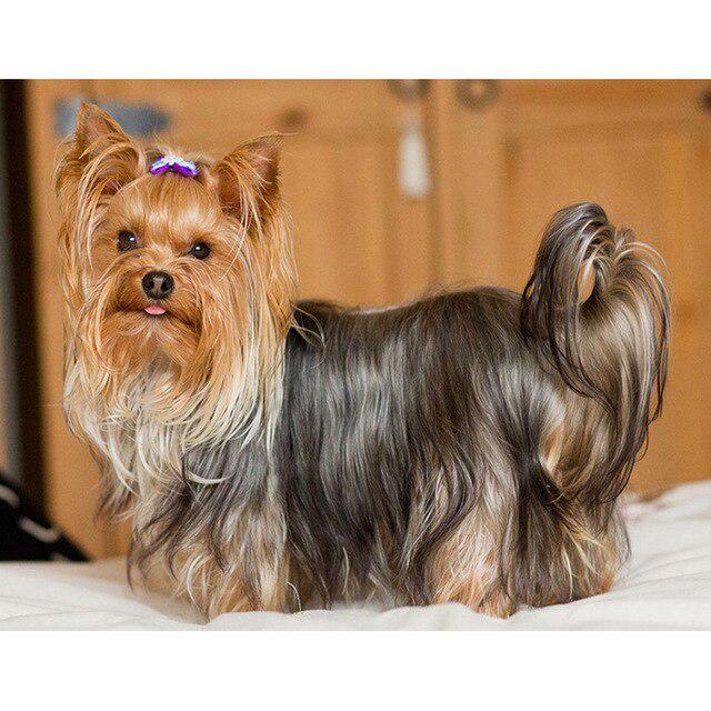 DIY 5D diamantová malba pes Křížkový steh Diamantové vyšívání Prodej Zvířecí mozaika Kamínky Obrázky