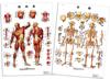 Learn the Names of Bones and Muscles Throughout the Body. Human Anatomy Poster, Skeleton and Muscle Set, B2 Size - 3B Scientific