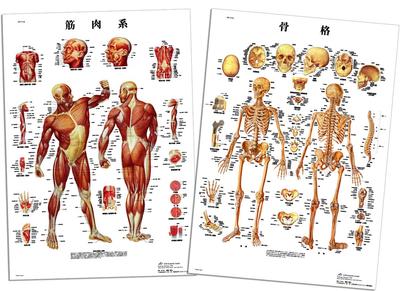 Learn the Names of Bones and Muscles Throughout the Body. Human Anatomy Poster, Skeleton and Muscle Set, B2 Size - 3B Scientific