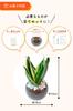 Sansevieria gift box only set box that can be given as Day birthday baby wedding 60th birthday a gift to convey Genuine houseplant hydroculture mini