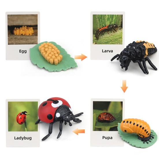 1 Box Biology Discovery Toy Realistic Frog Bee Panda Chick Butterfly Fish Plant Animal Life Cycle Learning Creative Toddler