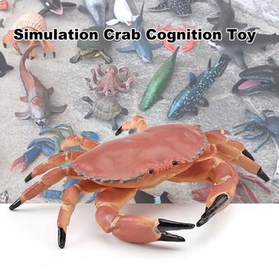 Modèle Animal Simulation Vif Développement de l'Intelligence Solide Miniature Aquarium Crabe Cognition Jouet Éducatif pour la Maison