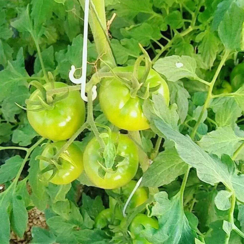 50 KS 13/16cm Háček na rajčata Mřížovina Pevné přezky Háčky Opakovaně použitelné Klipy na upevnění vinné révy