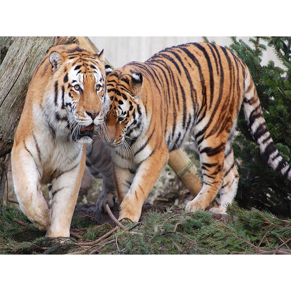 

5D DIY алмазная живопись животное горный хрусталь художественная картина полная алмазная вышивка мозаика тигр картина вышивка крестиком комплект украшения Full Round 20x30CM