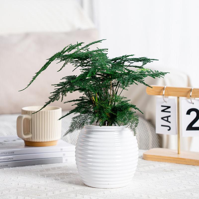 Self-Watering Planter Pot with Transparent Spiral Design for Orchids & Pothos Lazy Desktop Hydroponic Flowerpot