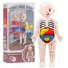 Toys Toys Kids  Childrens Montessori Children Science Education Human Body Organ Anatomy Scale Ratio Model DIY Assembled Medical Teaching Tools Child