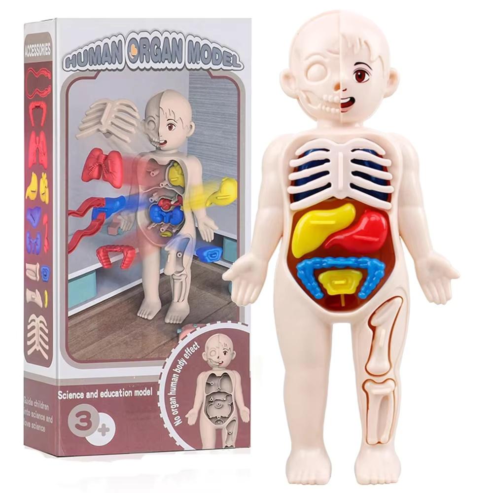 

Toys Toys Kids Childrens Montessori Children Science Education Human Body Organ Anatomy Scale Ratio Model DIY Assembled Medical Teaching Tools Child