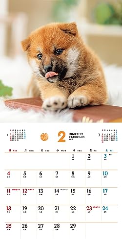 [S exkluzívnymi výhodami pre kupujúcich] Fukufuku Shibainu (Impress Kalendár 2024)