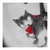 Yamamoto Jin Shoten (Official) Double Gauze Tenugui FUKUNEKO Curled Tail Cat, Made in Japan