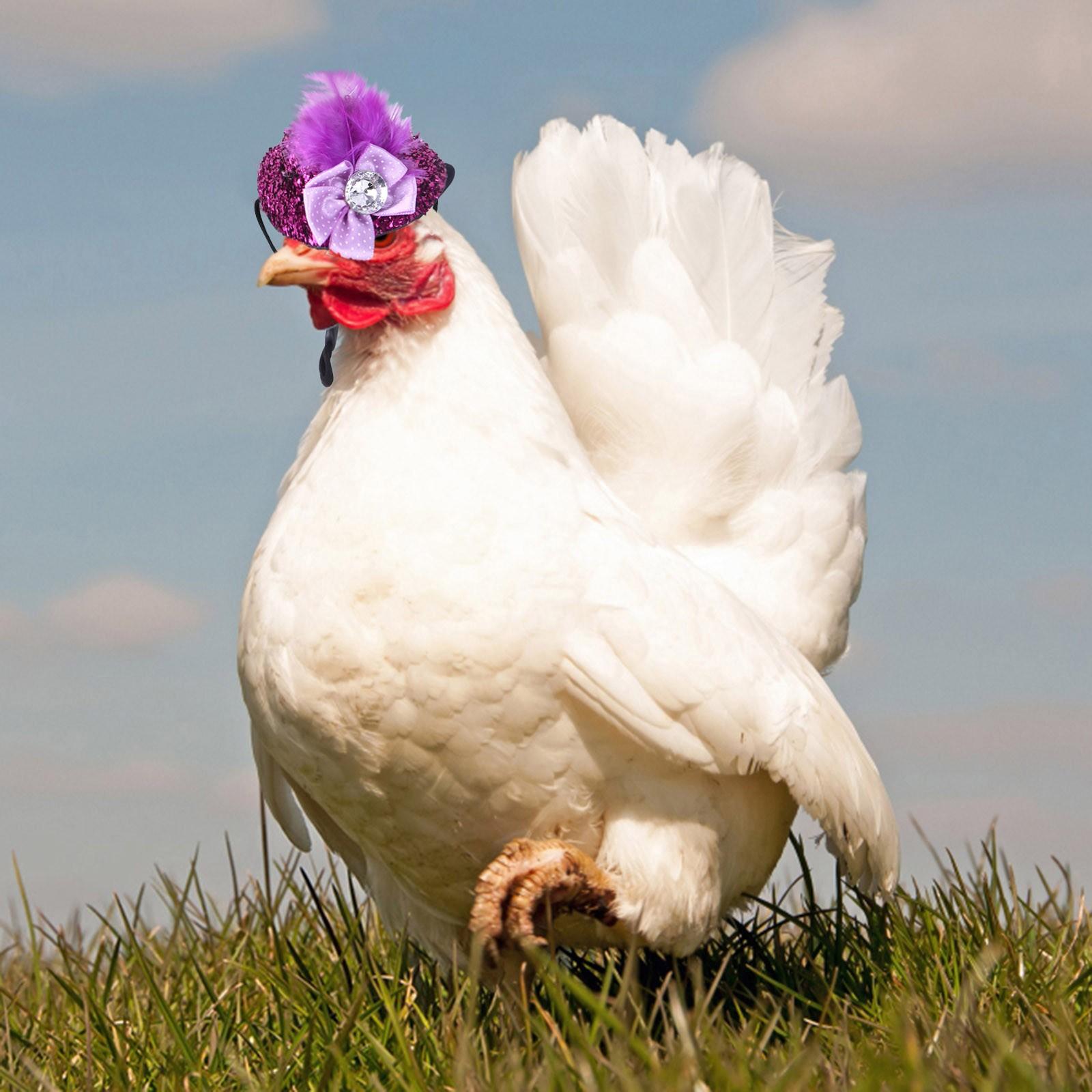 Куриные шляпы для курицы — фото 3