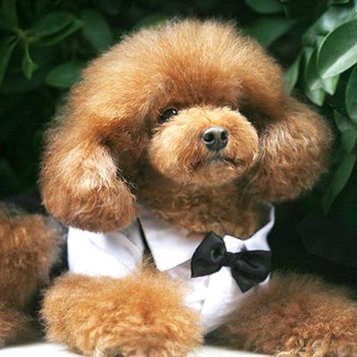 Exquisite Pet Wedding Suit Small Dog Jumpsuits