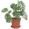 Flower Pots 6 pcs Terracotta Red Ø 15 x 12 cm Plastic